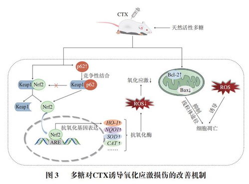 食品科學(xué) 河北農(nóng)業(yè)大學(xué)郭明珠副教授等 多糖的精制及環(huán)磷酰胺減毒增效機(jī)制研究進(jìn)展