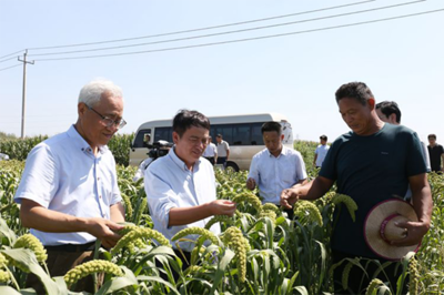 中科院院士錢前到平陵古城調(diào)研谷子實(shí)驗(yàn)示范情況